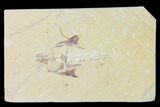Bargain, Cretaceous Crusher Fish (Coccodus) - Hjoula, Lebanon #147141-1